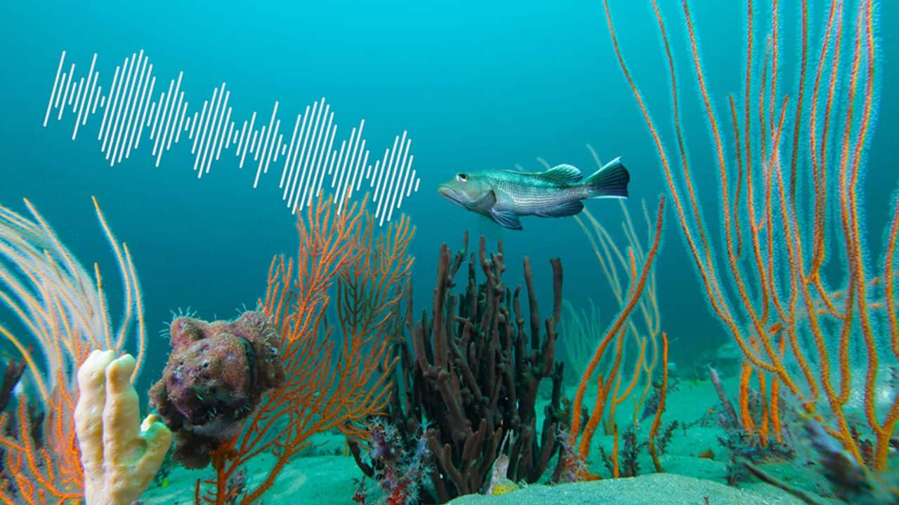 Ocean's Hidden Sound World Revealed by Scientists