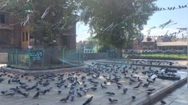 Waqf Board’s ban on Tahari and bird feeding inside shrines sparks outrage in Kashmir
