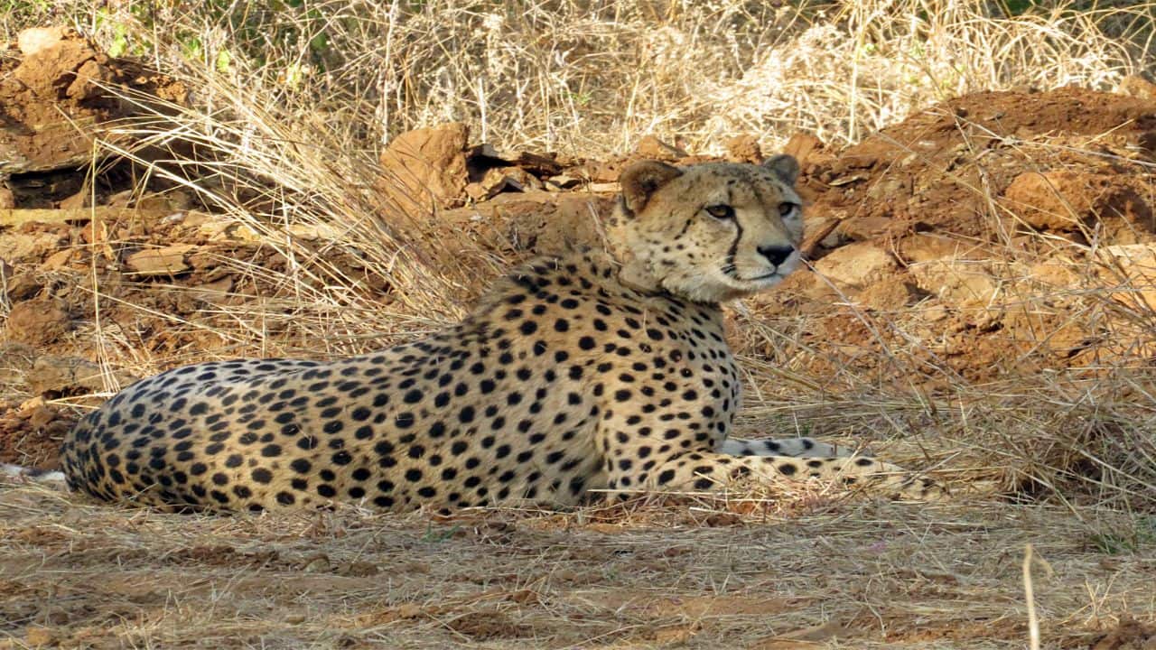 Project Cheetah turns four: The hidden milestone behind India's 52-strong big cat population