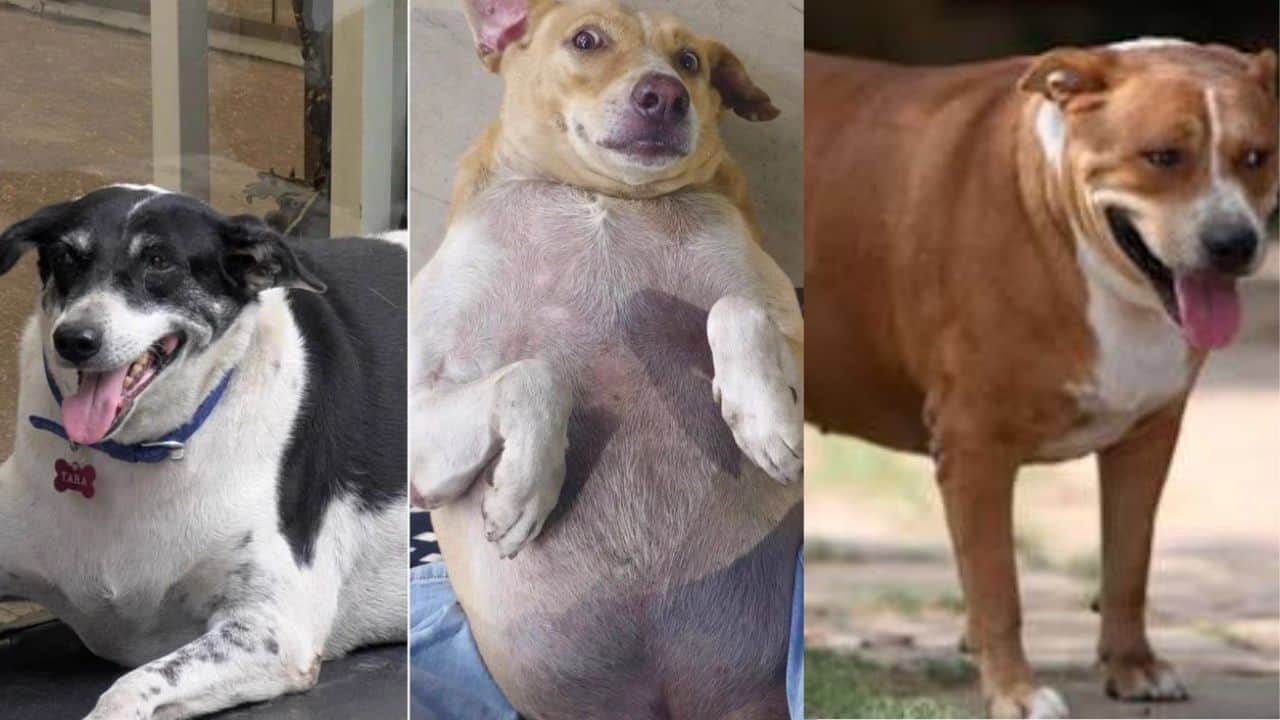 Delhi's fattest dog contest ends today: Googoo takes on Rambabu in the final