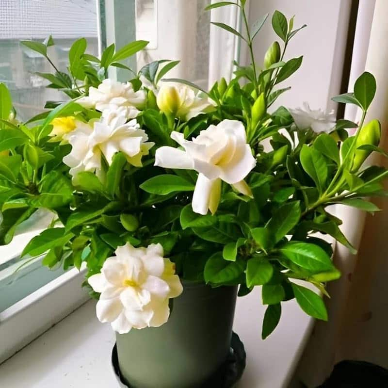 Hybrid gardenia flower live plant