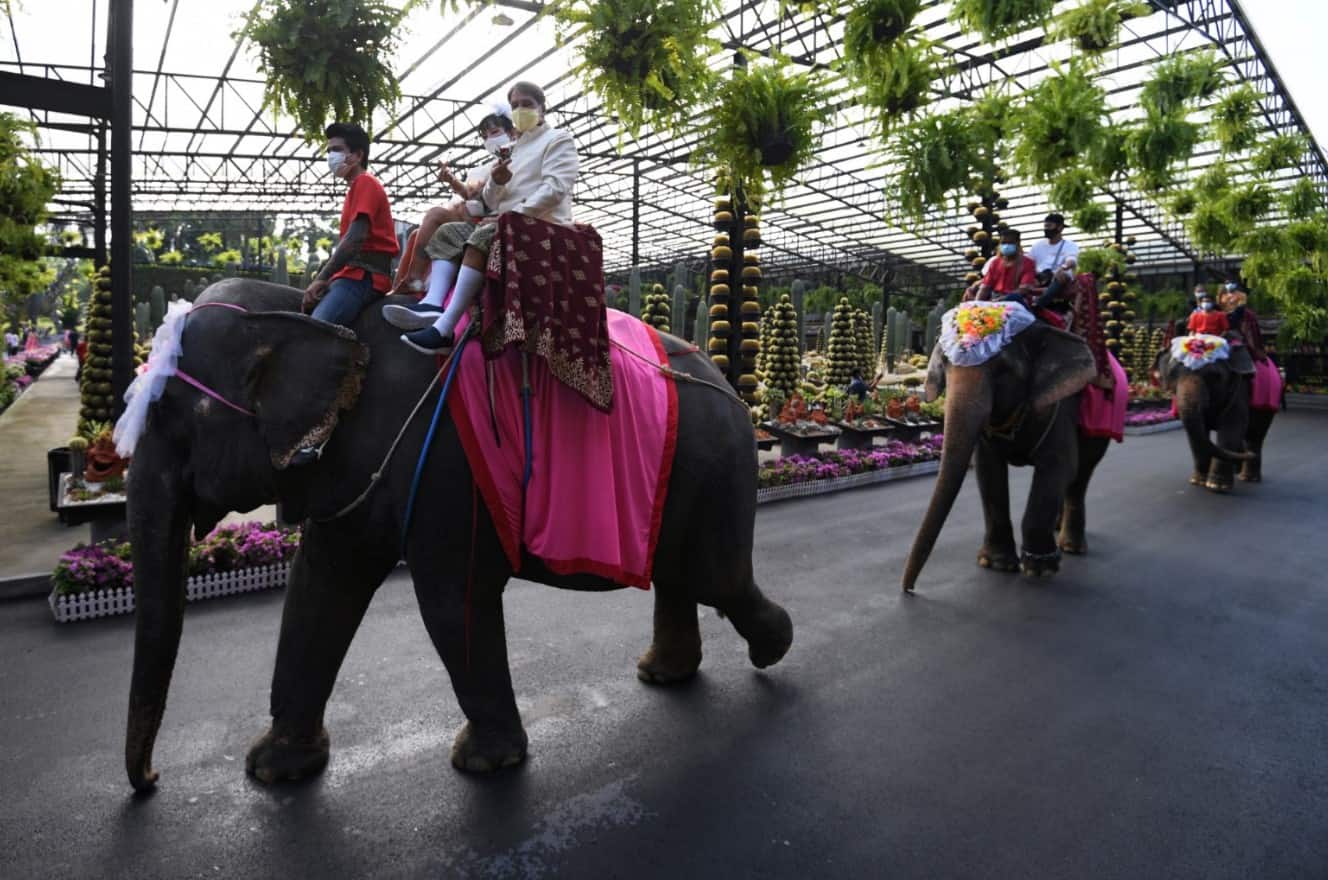 Valentine&#039;s Day: Couples in Thailand tie the knot on elephants