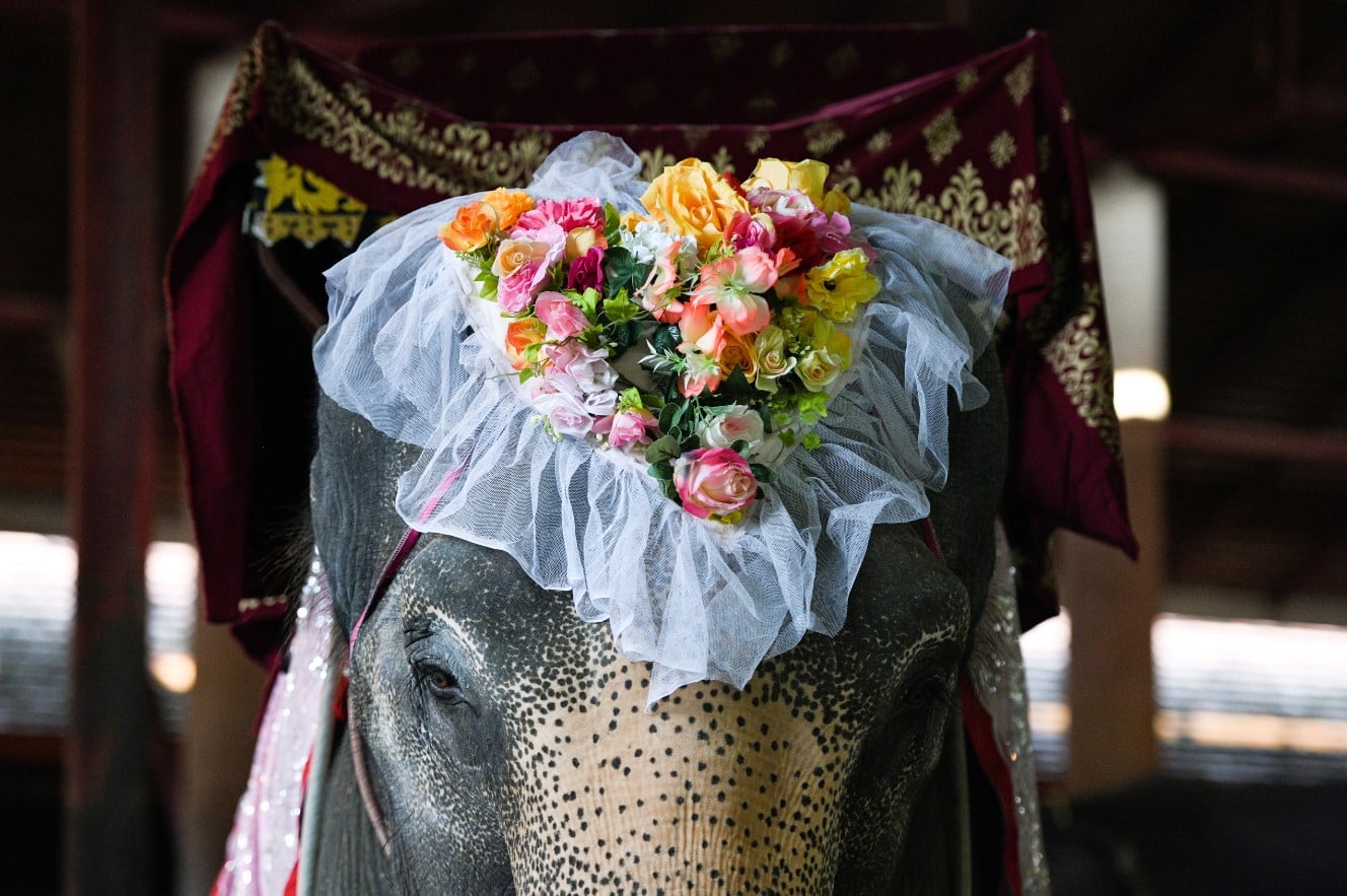 Couples in Thailand tie the knot on elephants