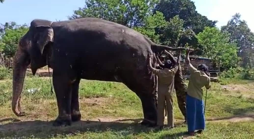 Elephants undergo COVID-19 test