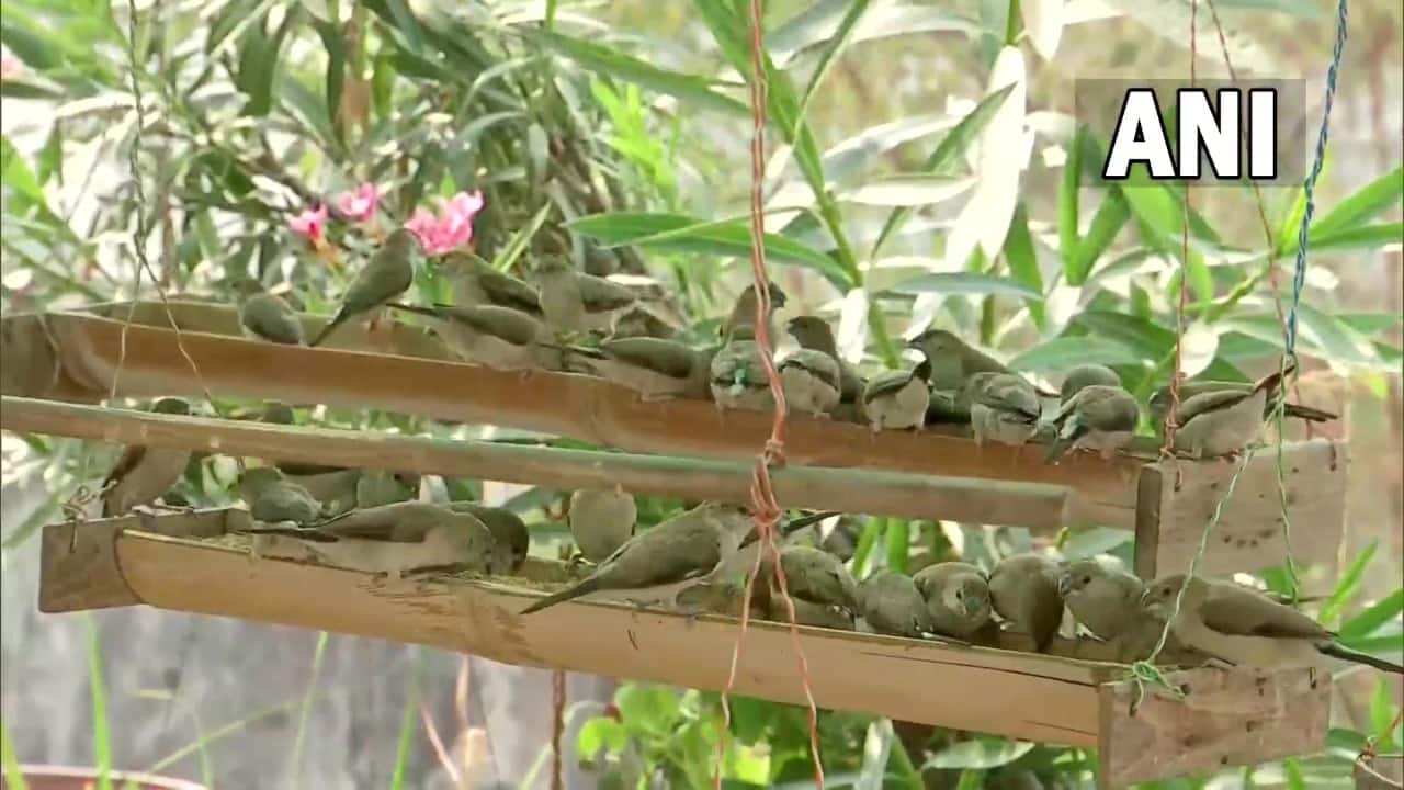 mini bird sanctuary