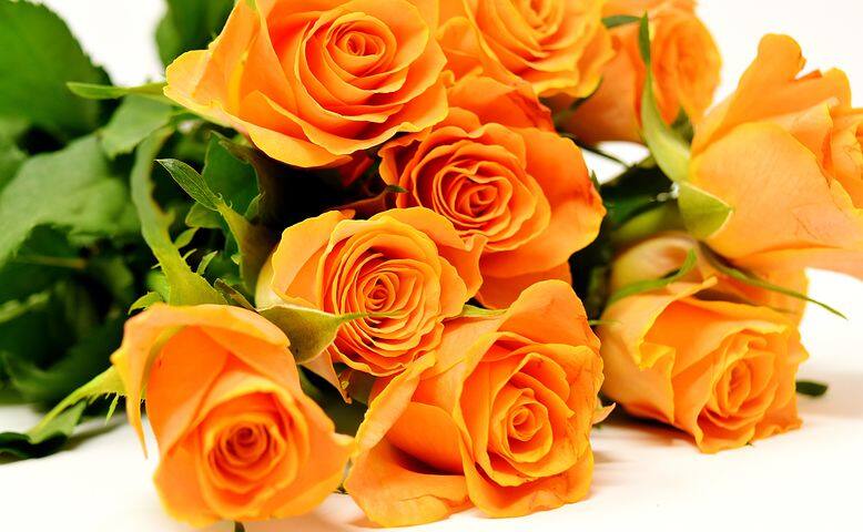 Happy Rose Day 2023: Significance of different colors of roses ...
