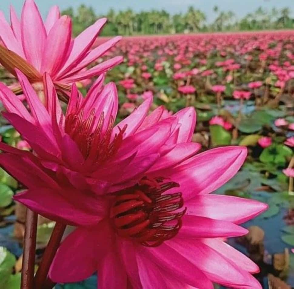 Pink lilies paddy field (Pic credit: Twitter)