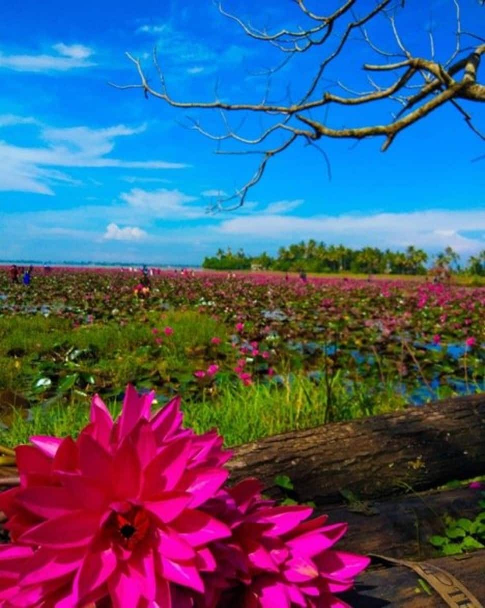 Pink lilies paddy field (Pic credit: Twitter)