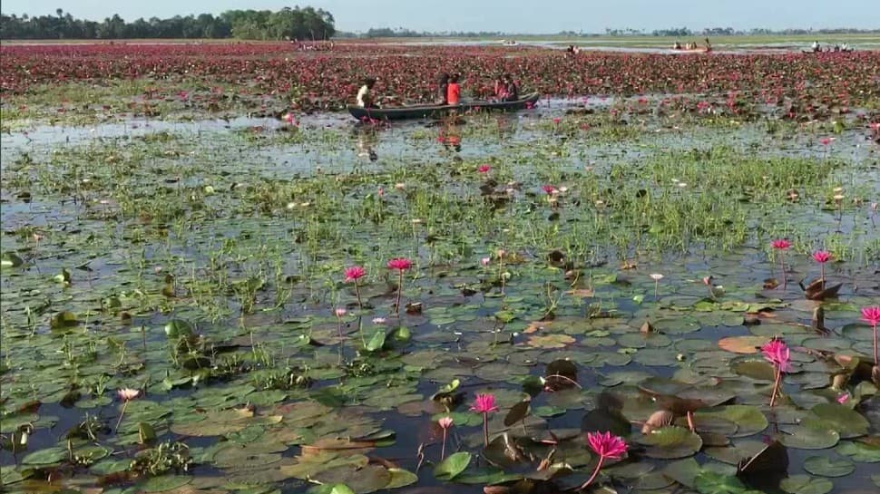 Pink lilies paddy field (Pic credit: ANI)