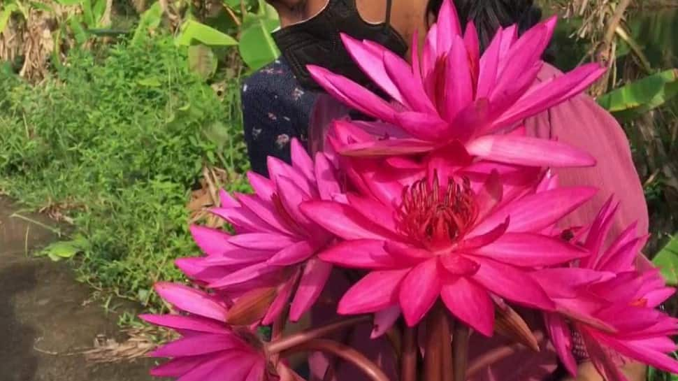 Pink lilies paddy field (Pic credit: ANI)