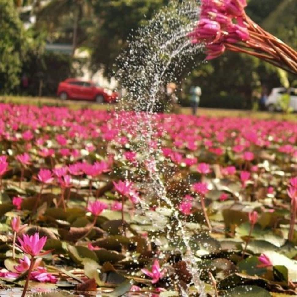 Pink lilies paddy field (Pic credit: Twitter)