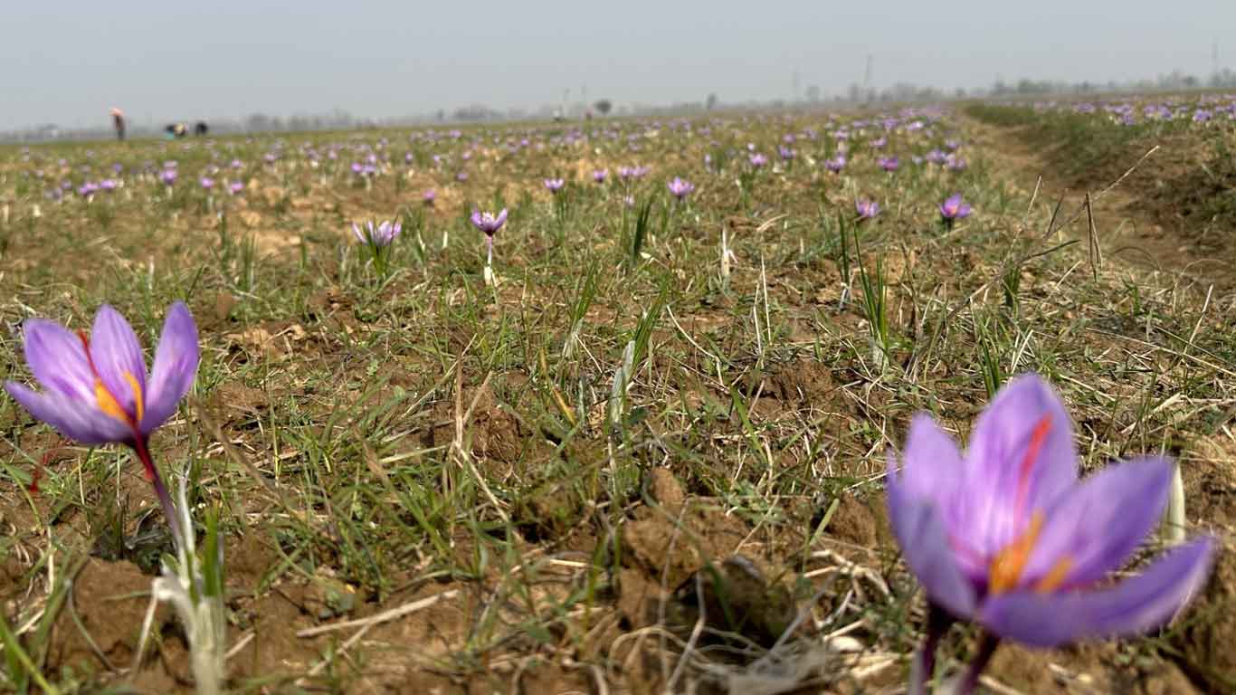 Bumper Saffron Harvest In Kashmir Valley This Year