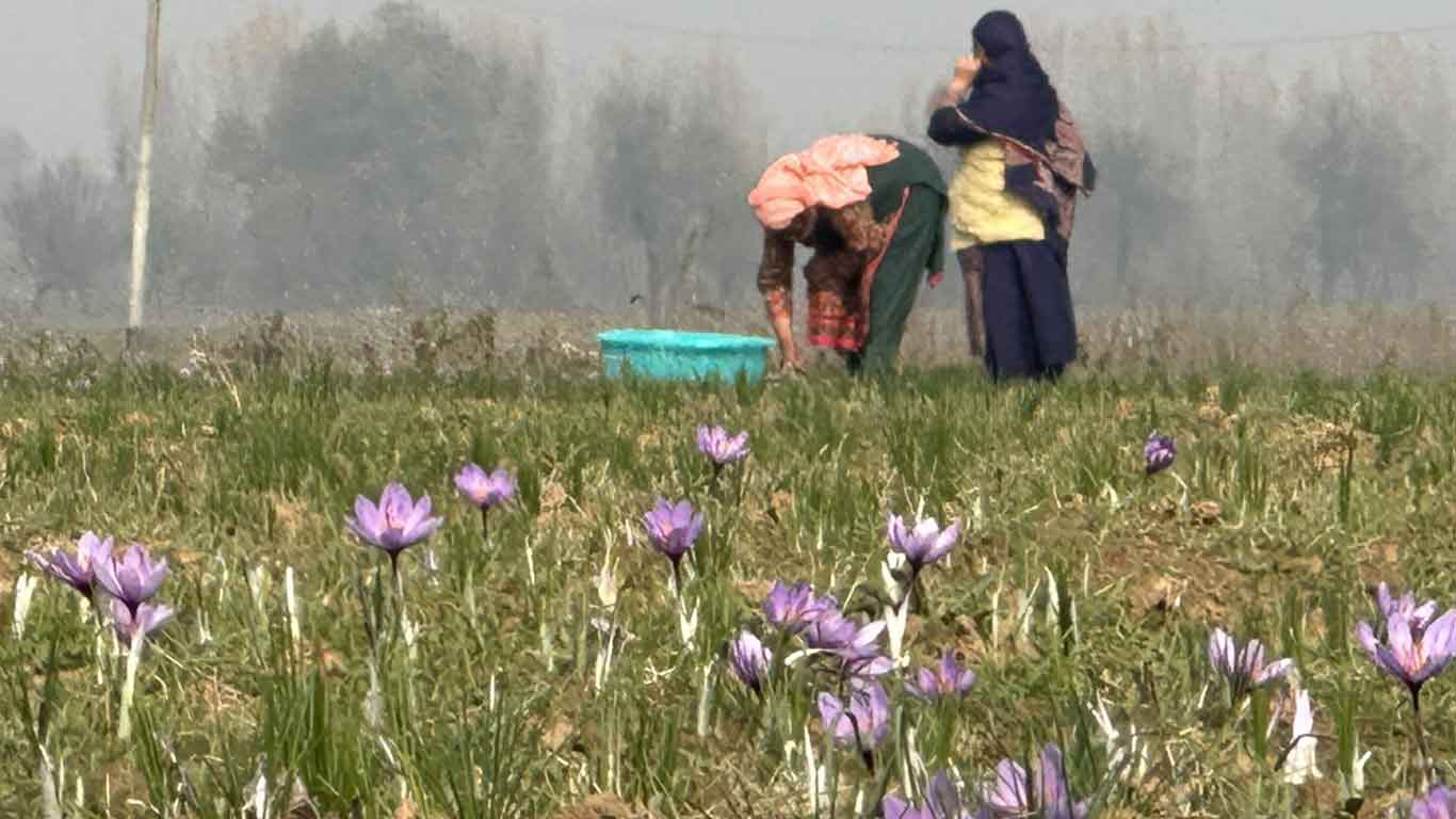 Bumper Saffron Harvest In Kashmir Valley This Year