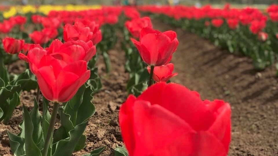 Tulip garden