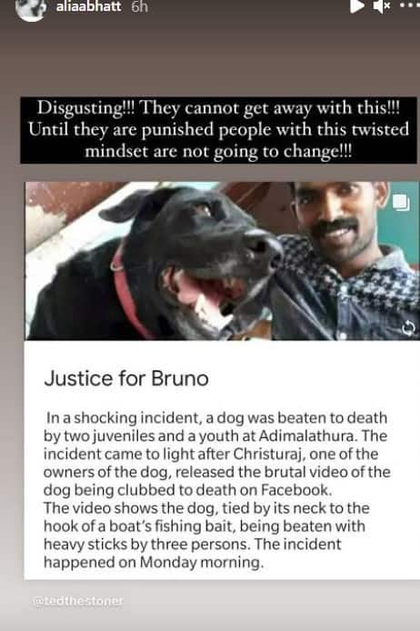 Alia Dog Gal Vidoe Xxx - Justice for Bruno: Disha Patani, Alia Bhatt, Sophie Choudry react to dog  beaten to death | People News | Zee News