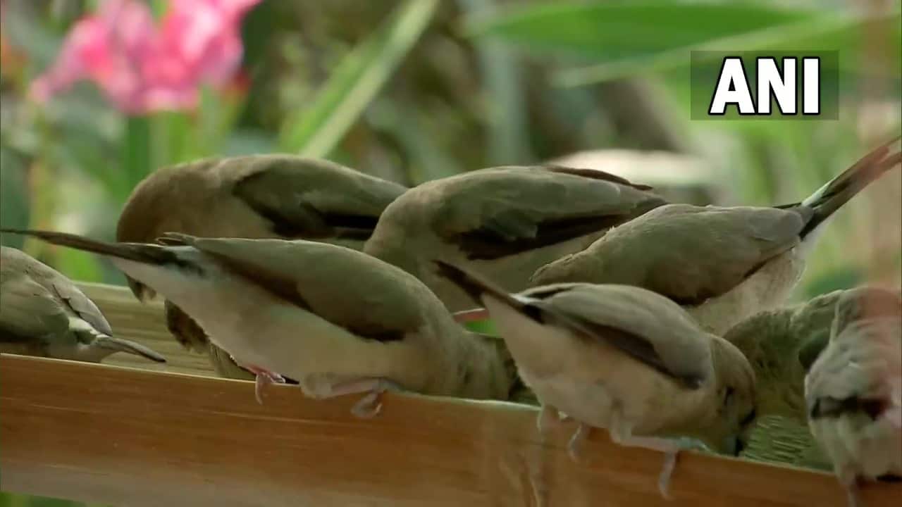 Nagpur mini bird sanctuary