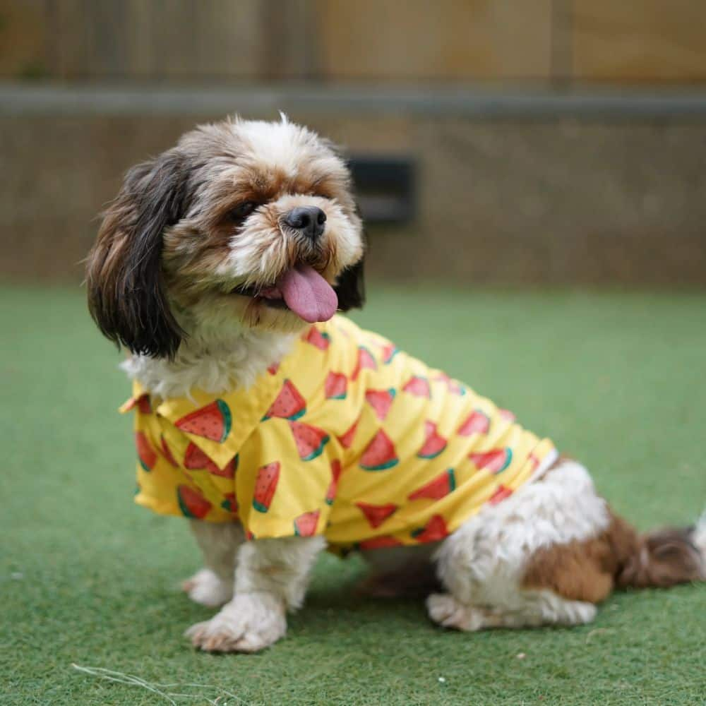 Pawgypets Watermelon Sugar Shirt for Dogs (Yellow)