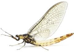 New species of mayfly discovered in India | Environment News | Zee News