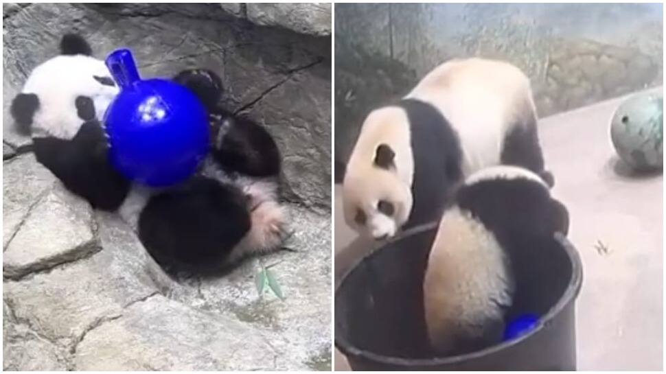 Mother panda comes to rescue her cute little cub after it falls in bucket, watch viral video here