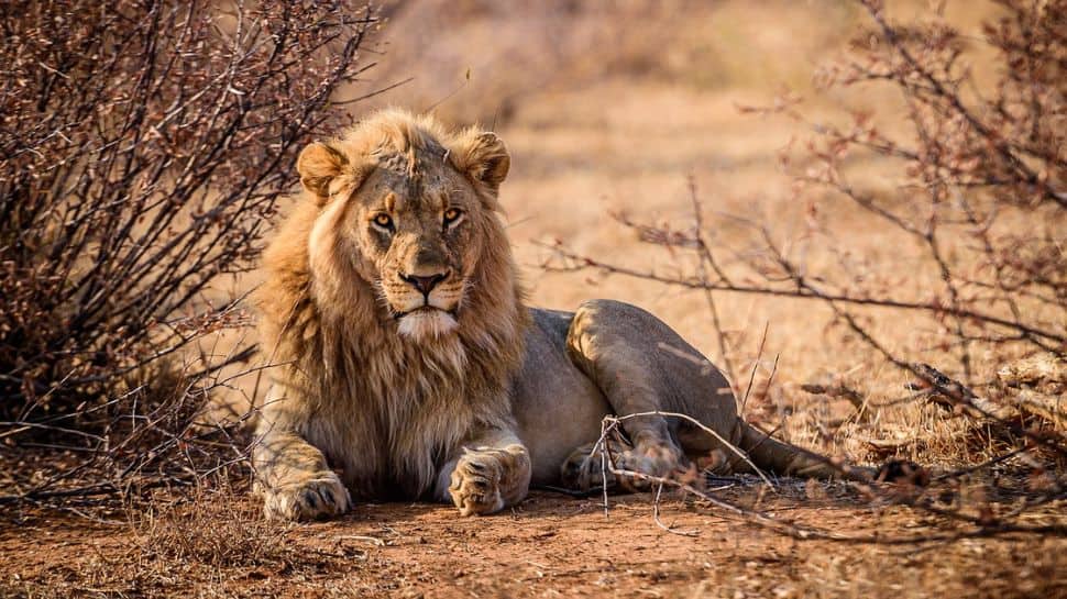 Lion-safari