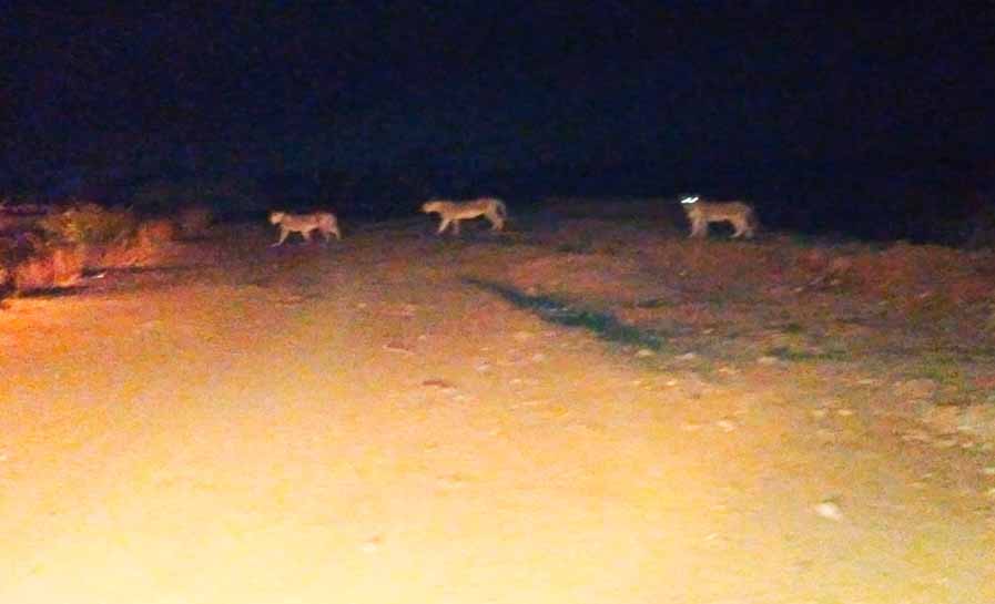 lions gujarat, lions ambulance