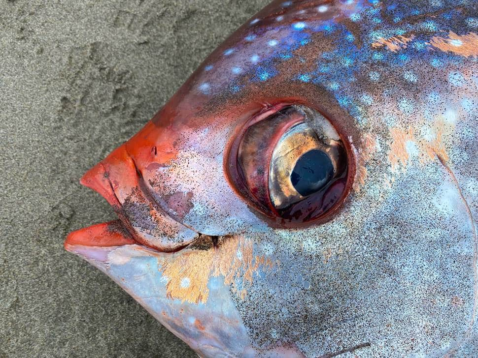 Moonfish, Oregon, 