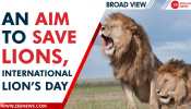 As we celebrate International Lion Day, let’s know why is it celebrated