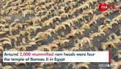 Ancient Egypt Excavation Uncovers 2,000 Mummified Sheep Heads Unearthed In Egypt Temple