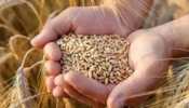 Centre Issues Order On Wheat Stock Declaration By Traders To Keep Prices In Check