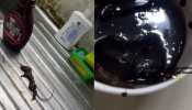  SHOCKING! Woman Finds &#039;Dead Mouse&#039; In Hershey’s Chocolate Syrup; Company Responds
