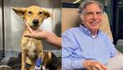 ‘I Need Your Help’: Ratan Tata Appeals To Mumbaikars For Saving Critically Ailing Stray Dog