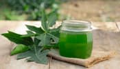 Boost Your Health: 3 Days of Papaya Leaf Water Benefits