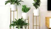 Elevate Your Greenery with Stylish Planters for Every Plant