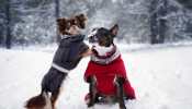 Dog Clothes For Winters: Pick Best For Your Pet