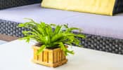 Top Indoor Plants to Improve Air Quality and Add Charm to Your Home