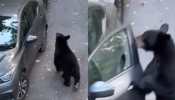 &#039;This Bear Wanted A Ride Back Home&#039;: Viral Video Shows Wild Bear Opening Car Door, Hopping Into It - Watch