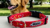 Choosing the Right Dog Collar: A Comprehensive Guide