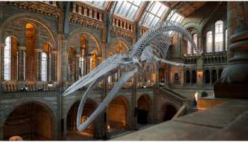 Egyptian Scientists identify over 40 mn years old fossil of four-legged prehistoric whale