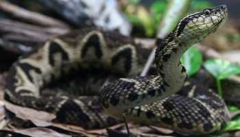 Shocking! US man found dead at home surrounded by 125 snakes