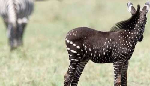 Rare polka-dotted zebra spotted in Kenyan wildlife reserve. Pics take over  social media, viral News