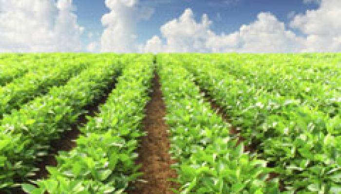 Couch Potatoes Date Back 7 000 Years Science News Zee News