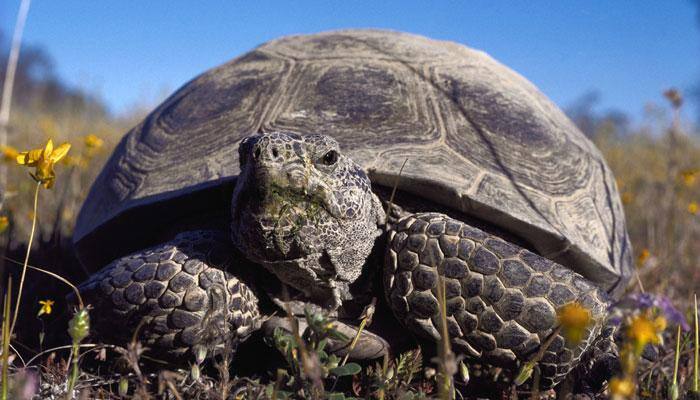 Meet Emerson, 100-year-old Galapagos tortoise