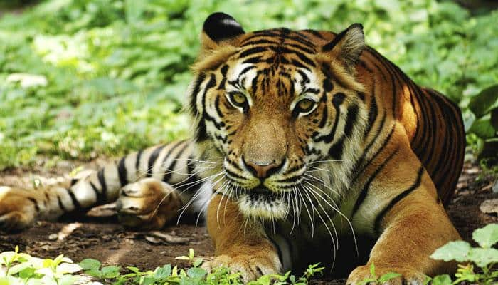 5 wildlife species that will be extinct soon