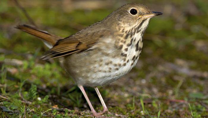 Hermit thrush birds sing in &#039;harmonic series&#039; like humans