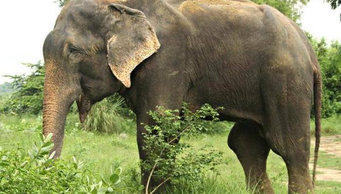 Raju, the crying elephant is finally declared free!