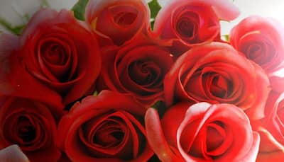 Nepal imports 100,000 red roses from India for V-day