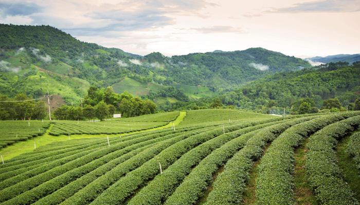 Top five places to visit in Assam Top five places to visit in Assam
