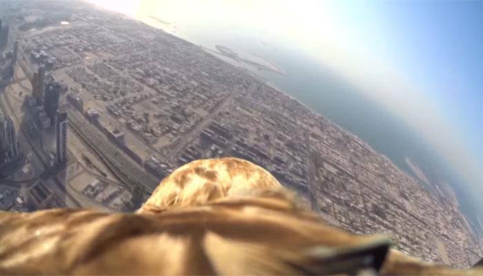 Watch: Eagle cam captures stunning shots of Dubai soaring from Burj Khalifa