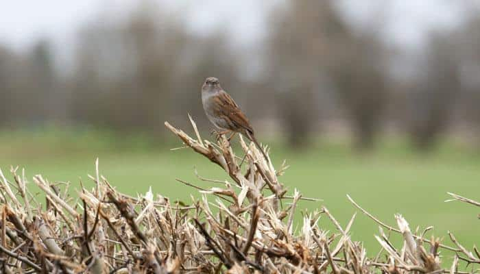 World Sparrow Day: 5 things you can do to save the birds