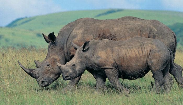 Kaziranga National Park sees rise in rhino poaching; 9 killed this year | Environment News | Zee News